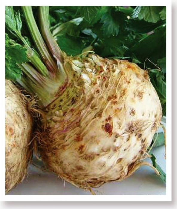 Ata Tohumu Yerli Doğal Kereviz Tohumu 2000 Ad Tohum ürün görseli