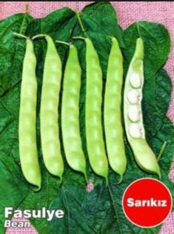 Sarıkız Oturak Fasulye Tohumu 50+ Tohum N11.6274