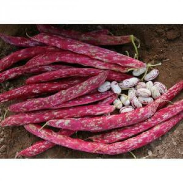 10 Adet Sırık Barbunya Tohumu Barbunya Fasülye Tohumu + To ürün görseli