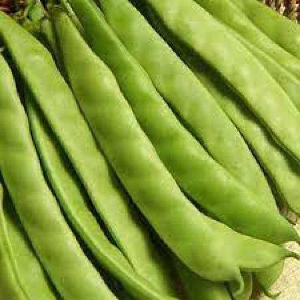 Gina Fasulye Tohumu Oturak Fasulye Tohumu 20 Tohum ürün görseli