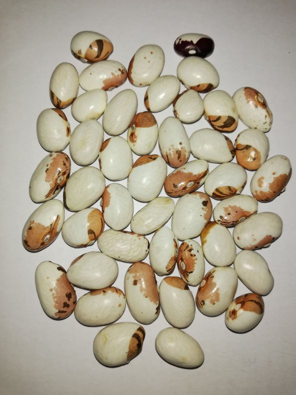 Ayşe Kadın Fasulye Tohumu Fasülye Tohumu 20 Tohum + Tohum ürün görseli