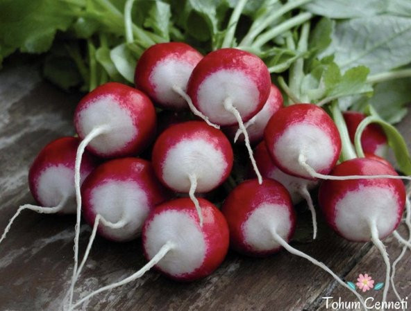 Kırmızı Beyaz Turp Tohumu 100 Tohum ürün görseli 1
