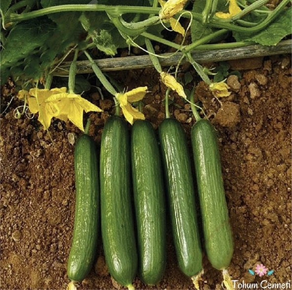 Çengelköy Salatalık Tohumu 50 Tohum ürün görseli 1