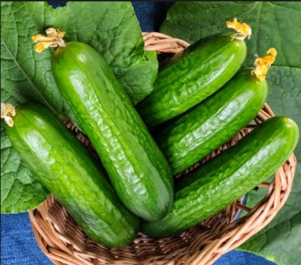 Çengelköy Salatalık Tohumu 1000'' Tohum ürün görseli