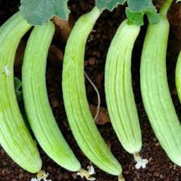 100 Adet Organik Acur Tohumu Sebze Tohumu ürün görseli