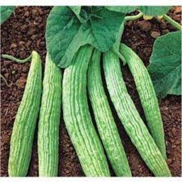 100 Adet Organik Acur Tohumu Acur Salatalık Tohumu ürün görseli