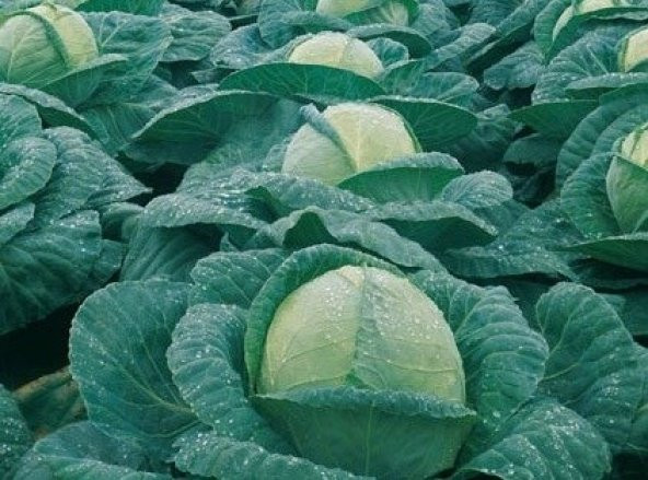 Beyaz Lahana Tohumu ürün görseli