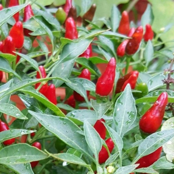 Biber Burbiye Acı 30 Ad+ Tohum Acı Biber Tohumu