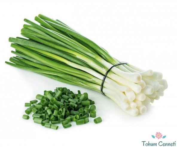 Geleneksel Taze Yeşil Soğan Tohumu 100 Tohum ürün görseli 1