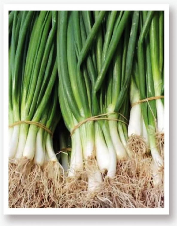 Ata Tohumu Yerli Doğal Yeşil Soğan Tohumu 1000 Ad Tohum ürün görseli
