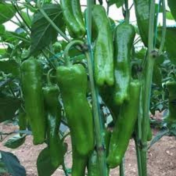 Köy Biberi Tohumu 25 Tohum Biber Tohumu + Tohum ürün görseli