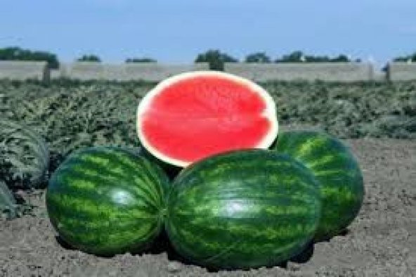 25 Adet Karpuz Tohumu Meşhur Adana Karpuzu Tohumu + Tohum ürün görseli 1