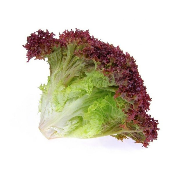 Marul Kırmızı Kıvırcık Marul Paketteki Adet 50 ürün görseli