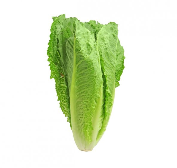 Düz Yedikule Marul Tohumu ürün görseli