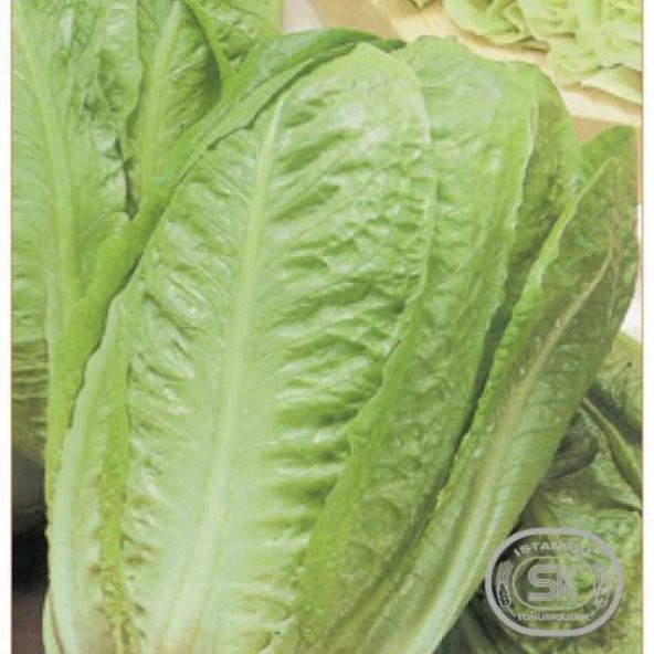 Tohum Sarı Marul Tohumu 50+ Adet Marul Salata Tohumu ürün görseli