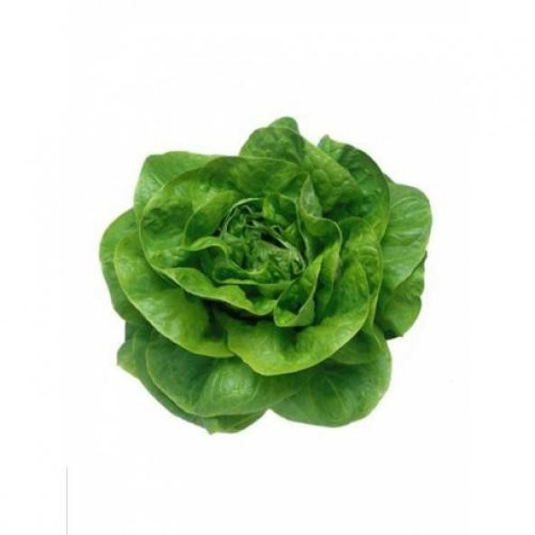 Tohum Tereyağlı Kıvırcık Marul Tohumu 50+ Adet Marul Tohumu ürün görseli