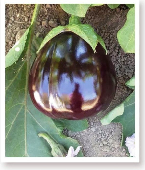 Ata Tohumu Yöresel Topak Patlıcan Tohumu 100 Adet Tohum