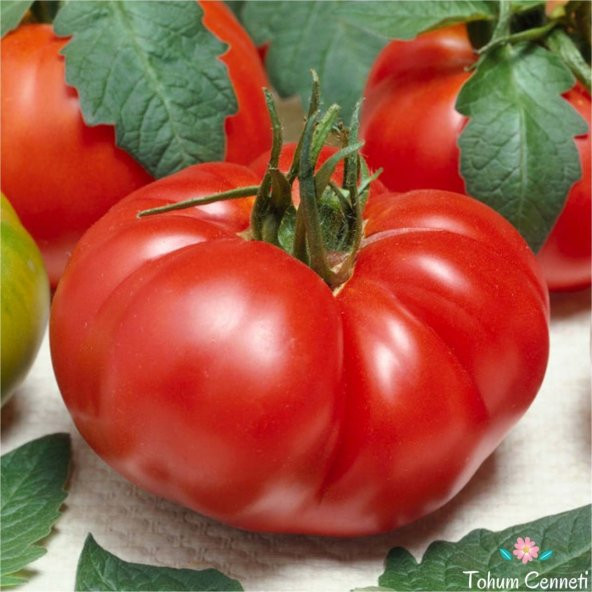 Marmande Domates Tohumu 50 Tohum ürün görseli