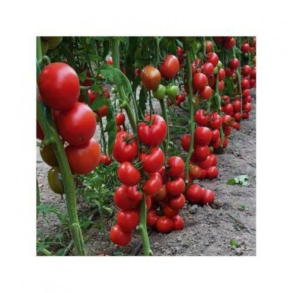 Mis Kokulu Sırık Domates Tohumu 25 Tohum ürün görseli