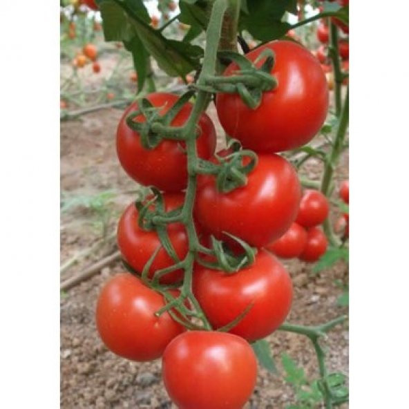 Sırık Salkım Domates Tohumu 50 Adet - ürün görseli