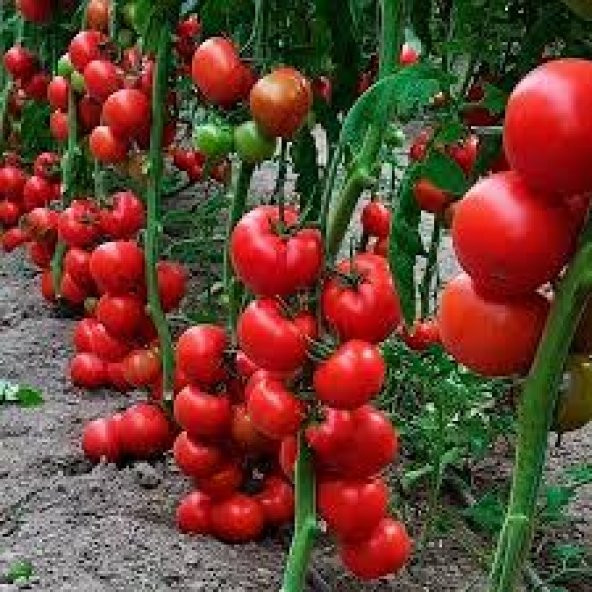 30 Adet Tohum Nadir Sırık Domates Tohumu Tohum ürün görseli