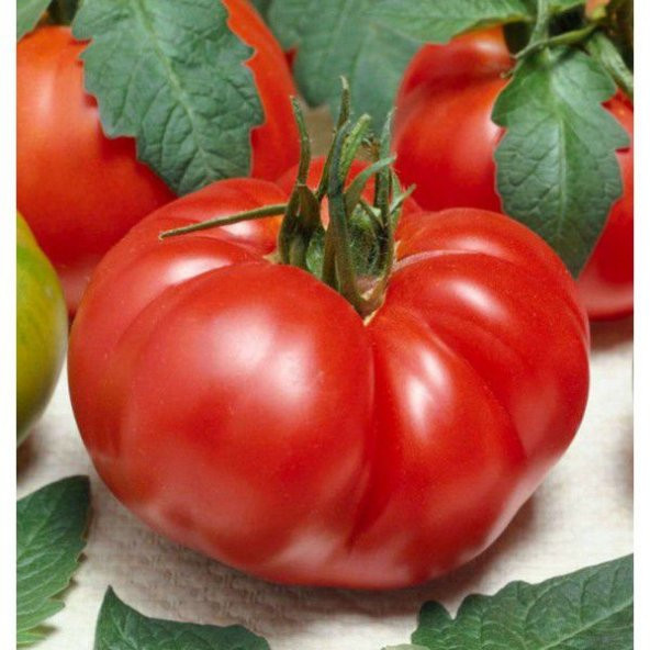 Erkenci İri Marmande Domates Tohumu Domates Tohumu 30 Tohum ürün görseli