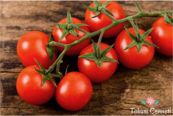Çeri Pinpon Domates Tohumu 50 Tohum