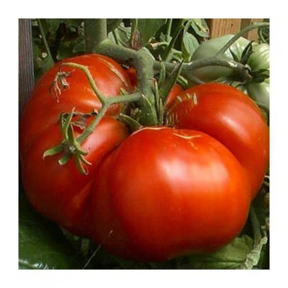 35 Adet İthal Dev Hollanda Domates Tohumu + Sebze Tohumu