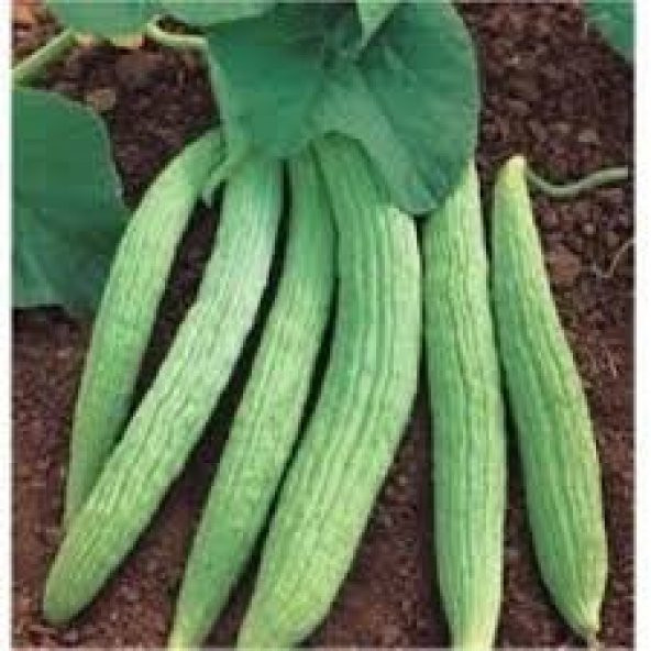 30 Adet Organik Acur Tohumu + Sebze Tohumu ürün görseli