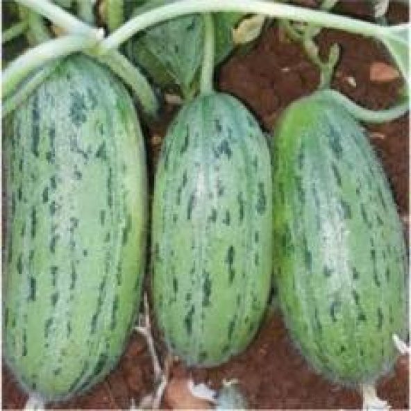 Yeşil Parmak Acur Tohumu 20 Tohum + Sebze Tohum ürün görseli