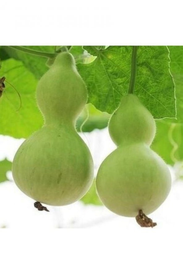 Su Et Süs Kabağı Tohumu