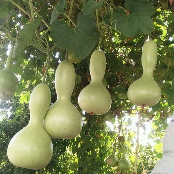Fidanistanbul Lagenaria Siceraria Su Kabağı Tohumu 5 Adet