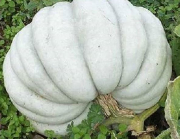 Doğal Kestane Balkabağı Tohumu ürün görseli