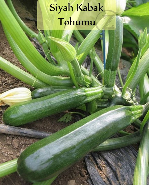 Siyah Kabak Tohumu 1 Paket 10Gr=100+ Adet Kabak Tohumu Siyah