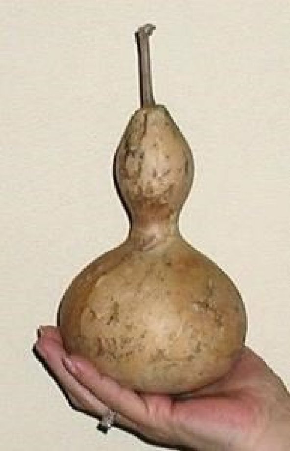 Kuş Yuvası Kabak Tohumu ürün görseli