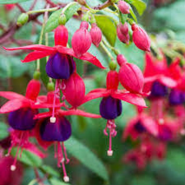 10 Adet Tohum Yer Küpelisi Çiçeği Tohumu Küpeli Çiçek Tohumu Sürp ürün görseli