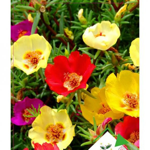 10 Adet Katmerli İpek Çiçeği Tohumu + Çiçek Tohumu