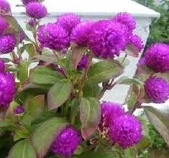 5 Adet Tohum Dilber Kirpiği Çiçeği Tohumu Çiçek Tohumu Saksı Topr ürün görseli