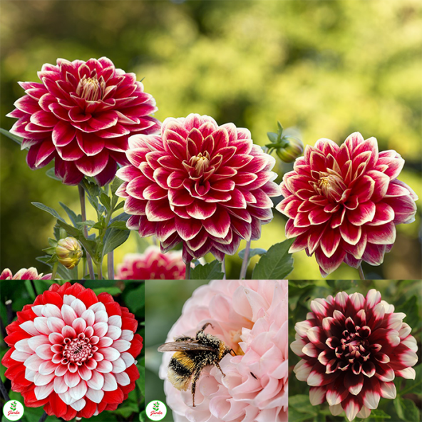 Dahlia Yıldız Çiçek Tohumu 10 Adet Doğal Tohum ürün görseli