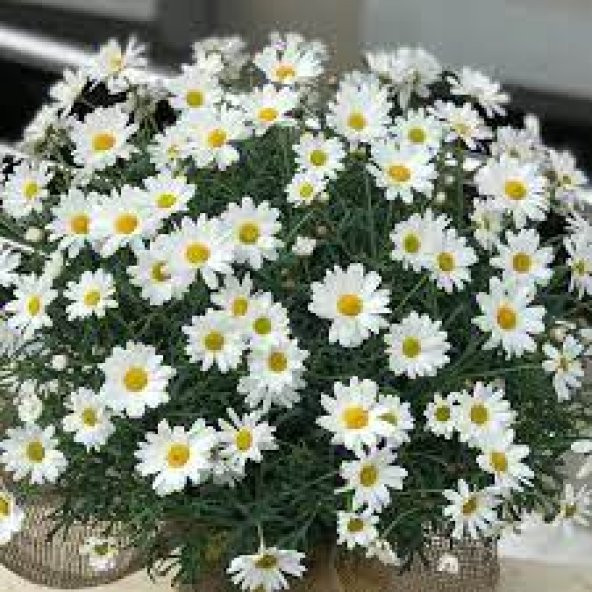 20 Adet Tohum Yayılıcı Kır Papatyası Çiçeği Tohumu Çiçek Tohumu S ürün görseli 1