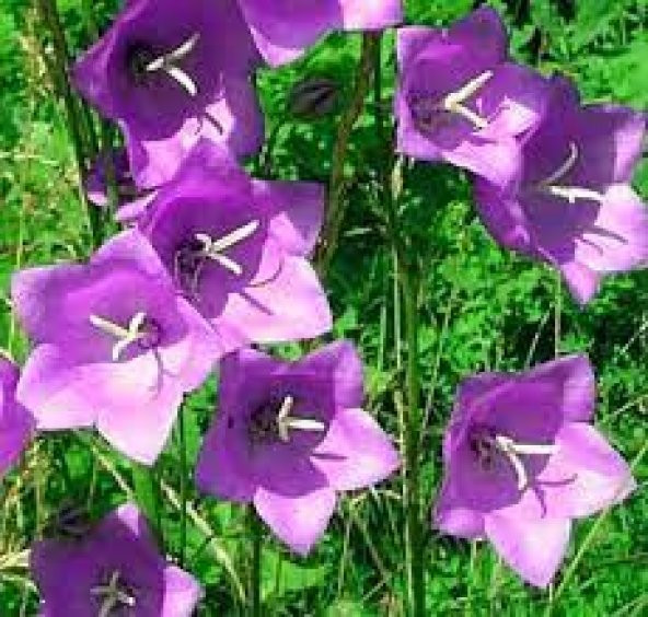 10 Adet Tohum Çan Kadehi Çiçeği Tohumu Çiçek Tohumu Y
