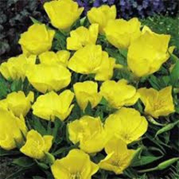 10 Adet Tohum Nadir Ezan Çiçeği Tohumu Ezan Çiçek Tohumu ürün görseli 1