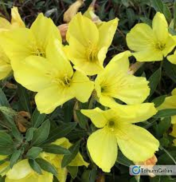 15 Adet Tohum Nadir Ezan Çiçeği Tohumu Ezan Çiçek Tohumu ürün görseli