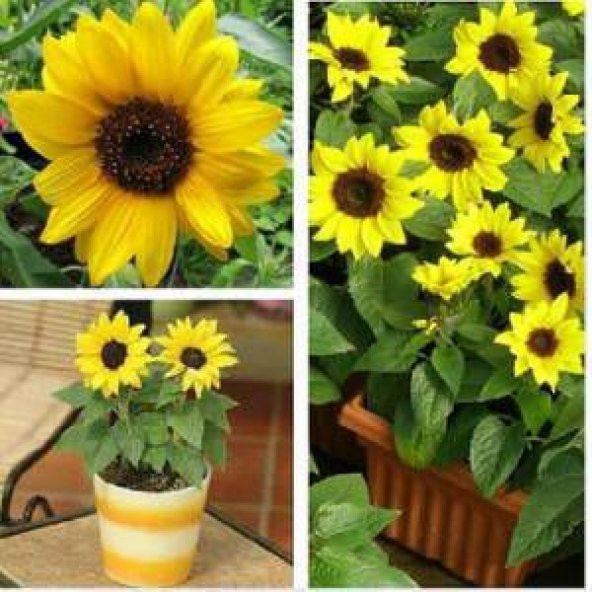 5 Adet Süs Günebakan Çiçeği Tohumu Çiçek Tohumu + Tohum ürün görseli