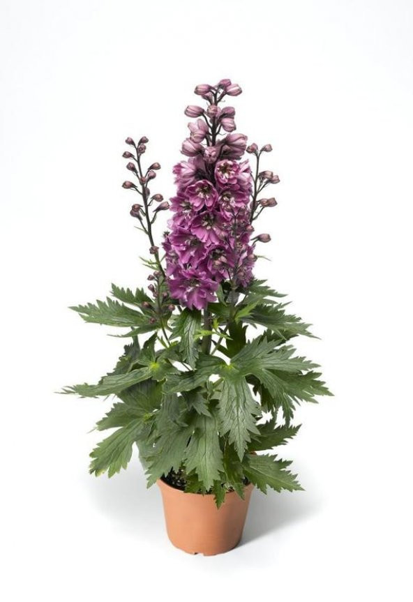 Karışık Hezaren Çiçeği Tohumu 5 Tohum Çiçek Tohumu + Y ürün görseli