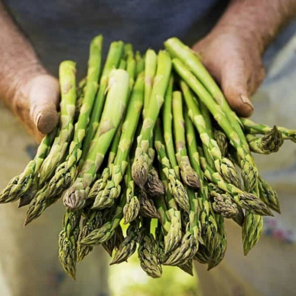 Kuşkonmaz Tohumu 500 Adet ürün görseli
