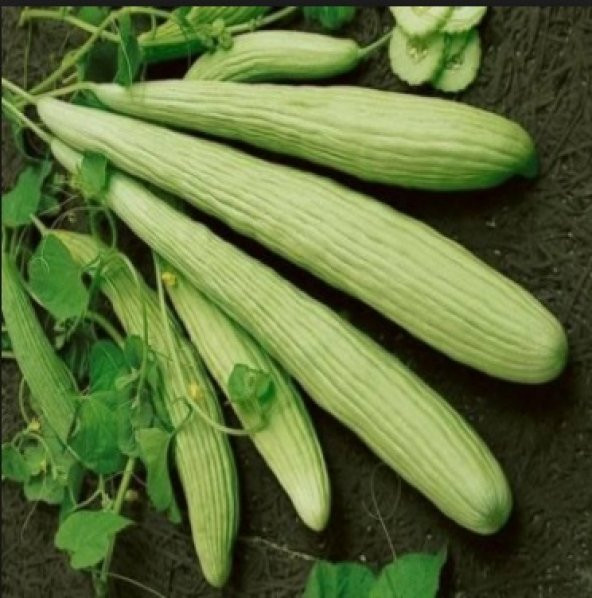 Acur Tohumu 100+ Tohum N11.8081 ürün görseli