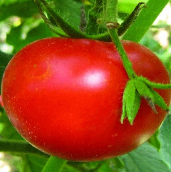 Msc-50 Domates Tohumu 100+ Tohum N11.8231 ürün görseli