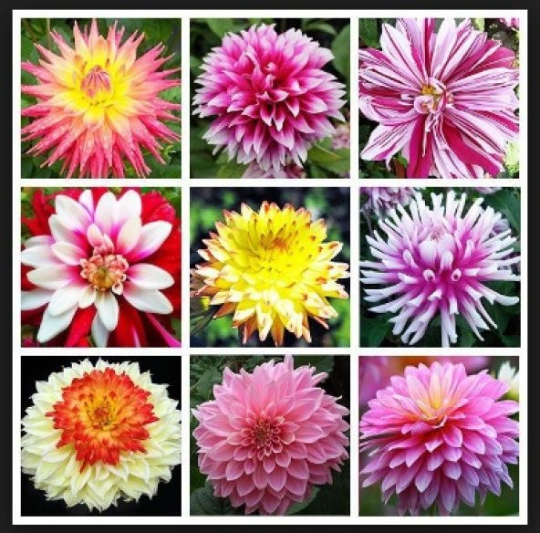 Karışık Dahlia Çiçeği Tohumu 30+ Tohum N11.4722 ürün görseli 1