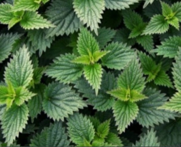 Isırgan Tohumu 10+ Tohum N11.6481